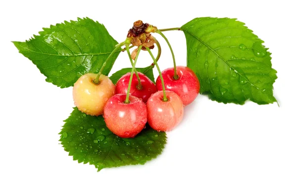 Cereza roja dulce, concepto de comida — Foto de Stock