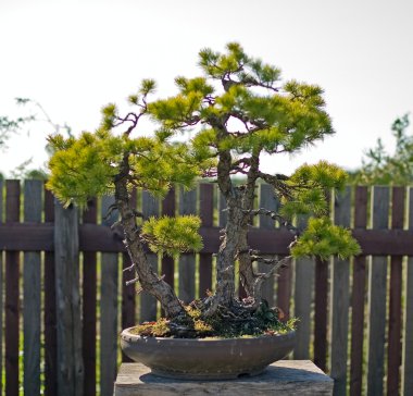 Bonsai pota