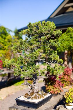 Bonsai pota