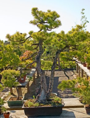 Bonsai pota