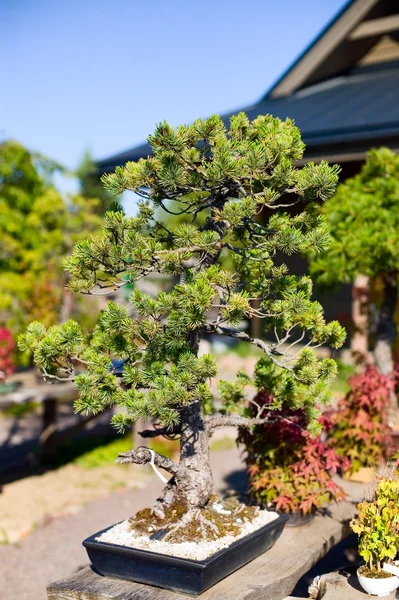 Bonsai pota