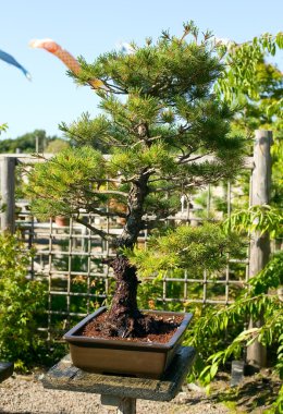 Bonsai pota