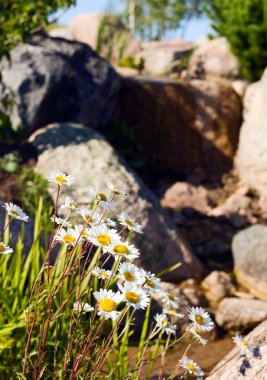 taşları yakınındaki güzel papatya