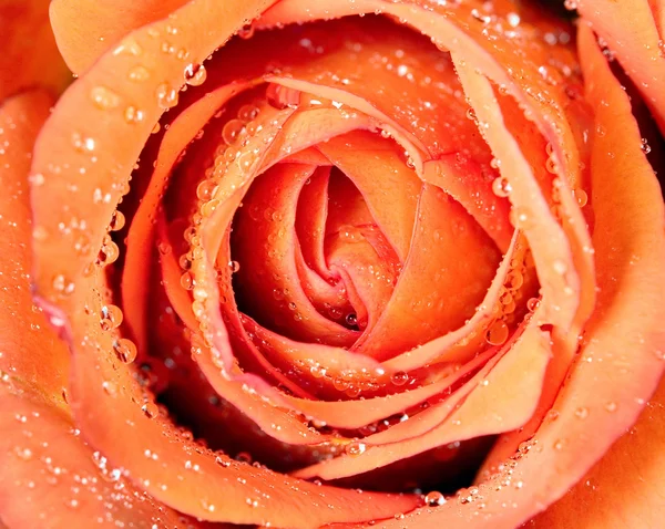 Rosa de flor vermelha brilhante — Fotografia de Stock