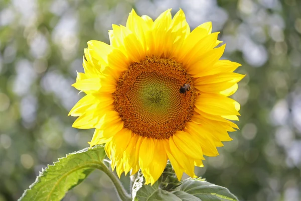 Sunflower — Stock Photo, Image