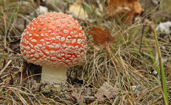 森の中の赤いテングタケ属 — ストック写真