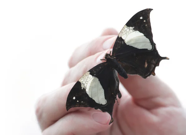 Mariposa en la mano — Foto de Stock