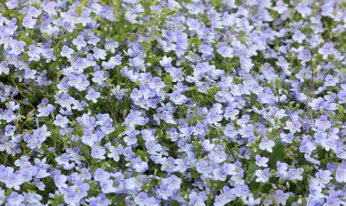 çim olarak mor çiçekler