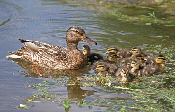 Ducklings su ile ördek — Stok fotoğraf