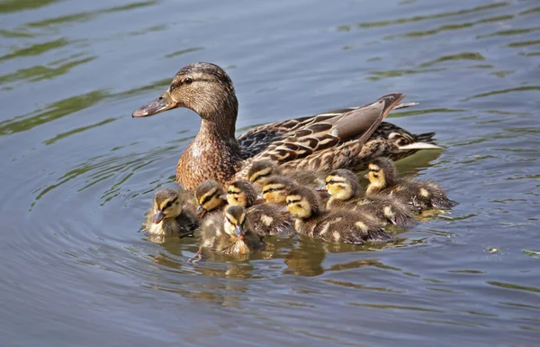 Pato com patinhos na água — Fotografia de Stock