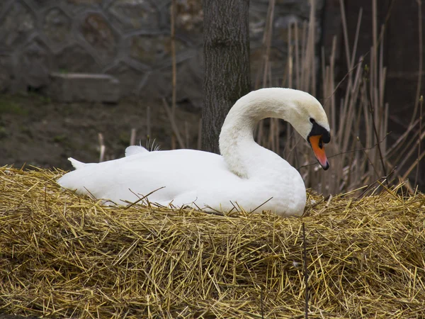Swan in nest — Stock Photo, Image