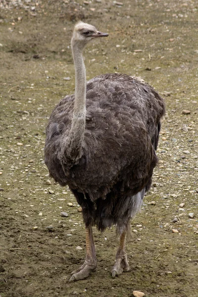 Grauer Strauß — Stockfoto