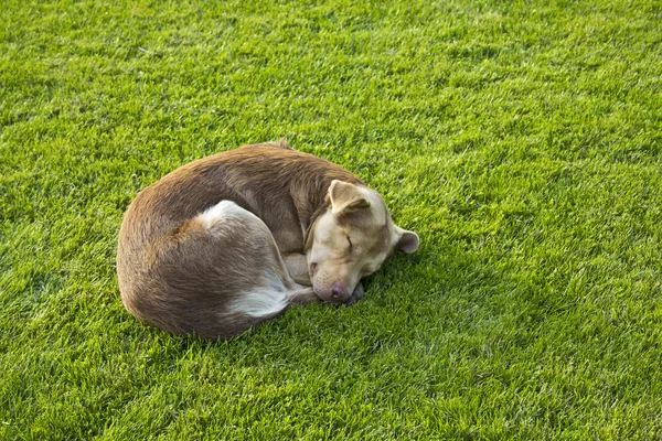 Câine de dormit — Fotografie, imagine de stoc