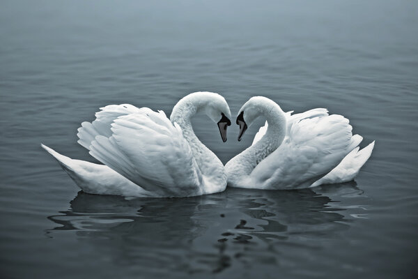 Loving Swans