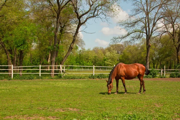 Paysage avec le cheval — Photo