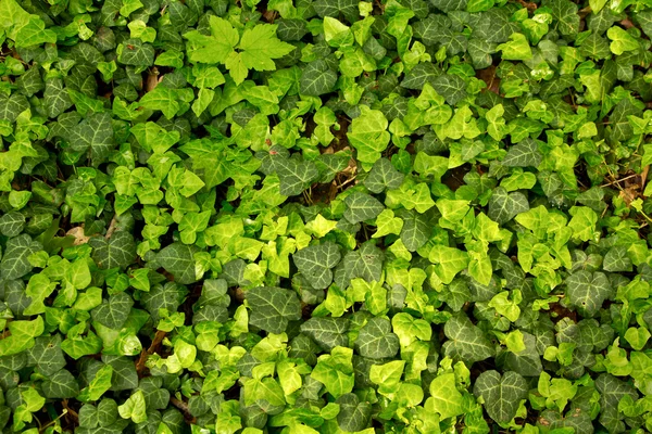 Ivy pattern — Stock Photo, Image