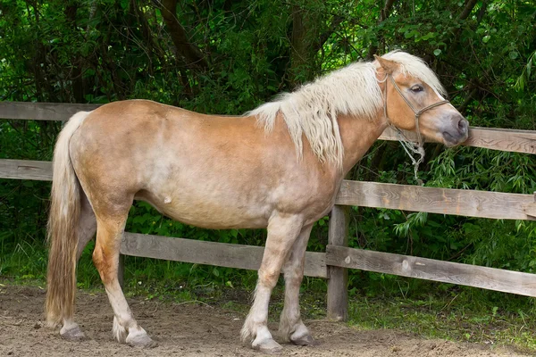 Pony — Foto Stock