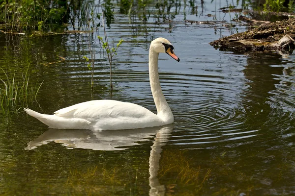 Swan in the marsh — Stock Photo, Image