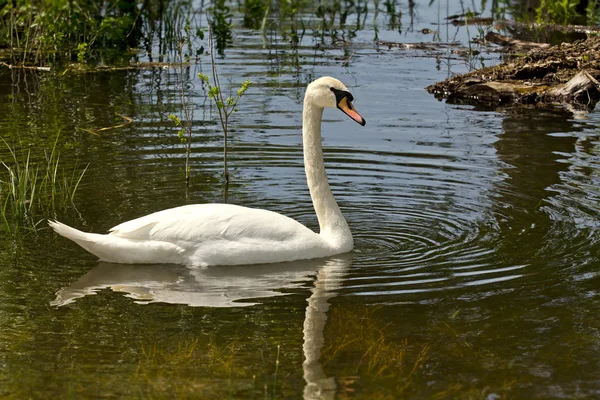 Swan i träsket — Stockfoto