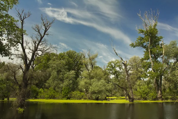 Wetlands in het voorjaar — Stockfoto