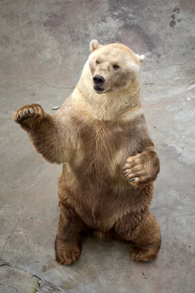 Urso Pola Sobre Pernas Traseiras Zoológico — Fotografia de Stock
