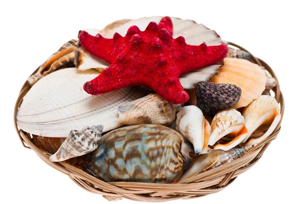 Seashells. — Stock Photo, Image