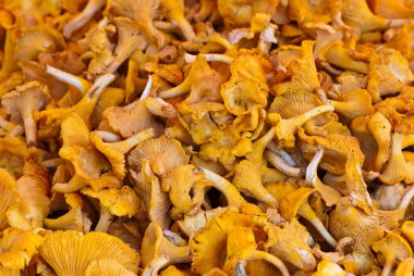 Cantharellus cibarius mantar.