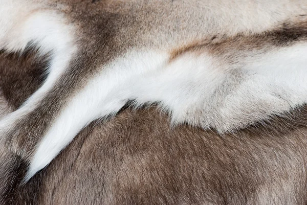 Rendieren huid. — Stockfoto