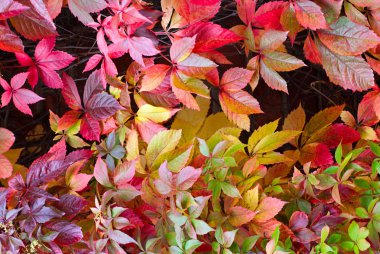 Sonbahar Yaprakları.