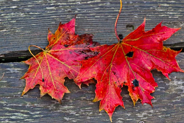 Maple leaves. — Stock Photo, Image