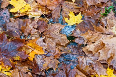 Sonbahar Yaprakları.