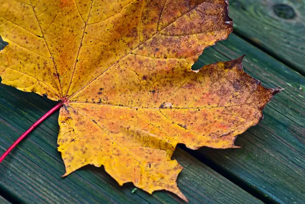 Maple leaf. — Stock Photo, Image