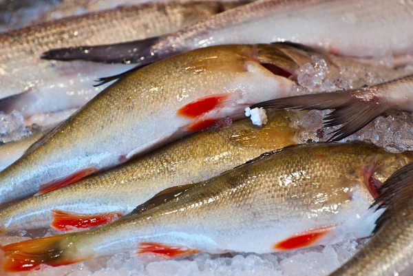 Fresh fish. — Stock Photo, Image