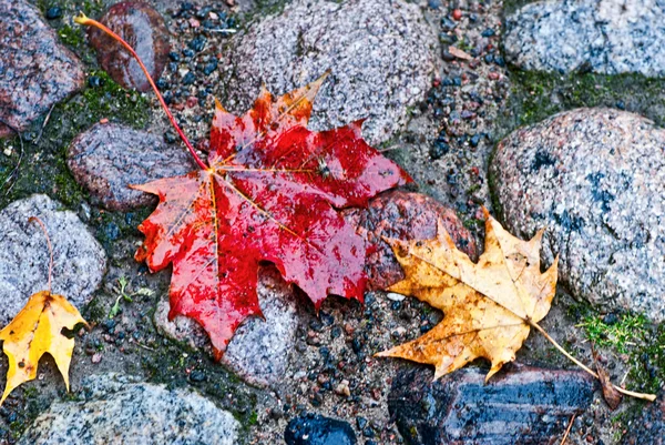 Autumn leaves — Stock Photo, Image