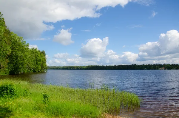 Na margem do lago. Paisagem verão . — Fotografia de Stock