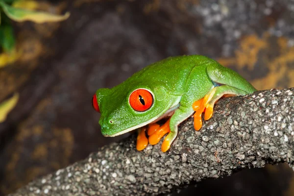 Rana arborícola — Foto de Stock