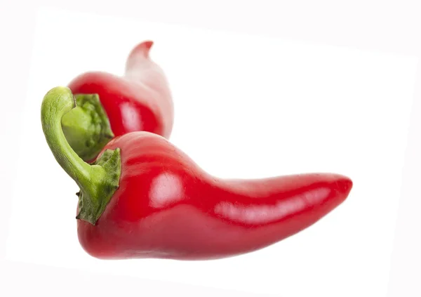 Heta jalapeno paprika — Stockfoto