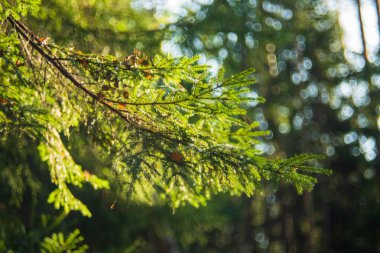 Rusya 'nın Moskova Ormanı' ndaki Spruce şubesi