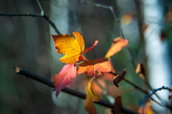 秋の背景 ビブルナムの紅葉 — ストック写真