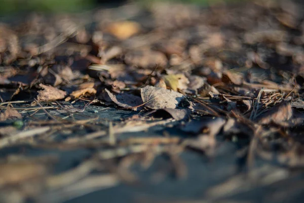 Herbst Hintergrund Trockenes Laub Auf Einem Alten Holztisch — Stockfoto