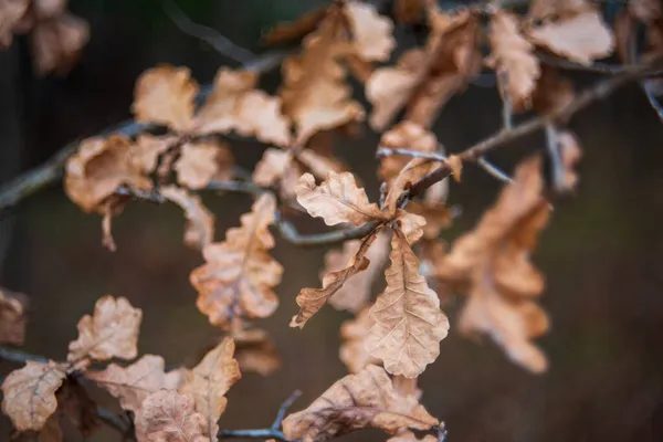 Zweige Mit Trockenen Eichenblättern November Russland — Stockfoto