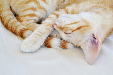 Uyuyan kedi