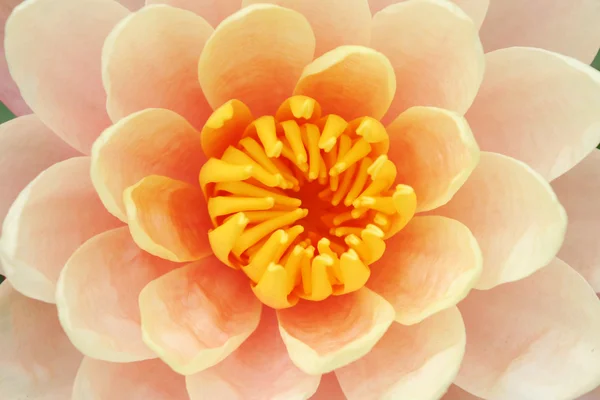 Rosa ninphea — Stockfoto