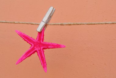 pembe denizyıldızı asılı