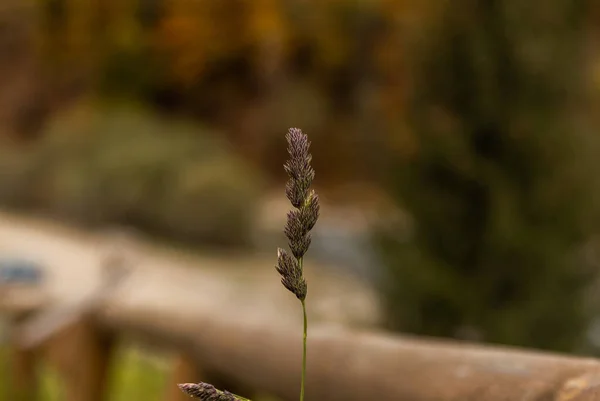田里的小穗秋天的自然植物，背景模糊 — 图库照片