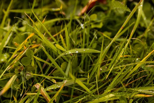 Gocce di rugiada sull'erba verde autunnale. texture naturale sfondo — Foto Stock