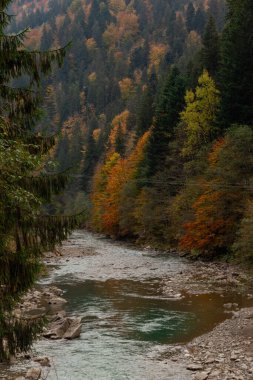 Sonbahar ormanlarının arasındaki dağ nehri. Huysuz bir görüntü. Sonbahar renkleri. Doğa arkaplanı.