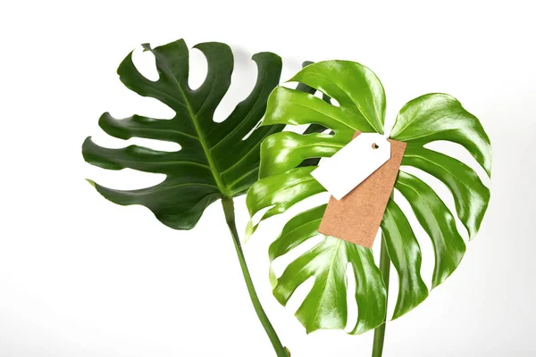 Label tag mock up on monstera leaves on white background. Green friday concept. — Stock Photo, Image