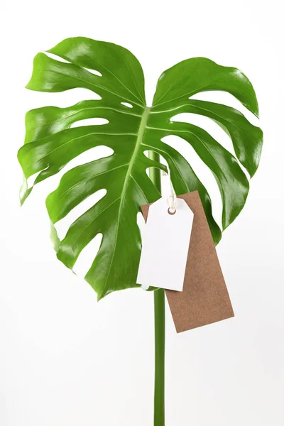 Label tag mock up on monstera leaves on white background. Green friday concept. — Stock Photo, Image