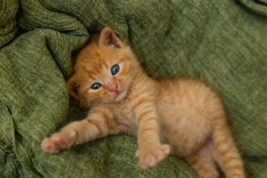 Kırmızı kedi yavrusu yeşil battaniyede oynuyor.